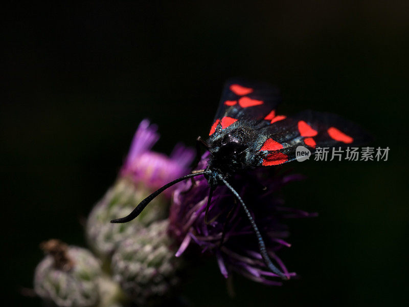 五斑蝥(Zygaena trifolii)